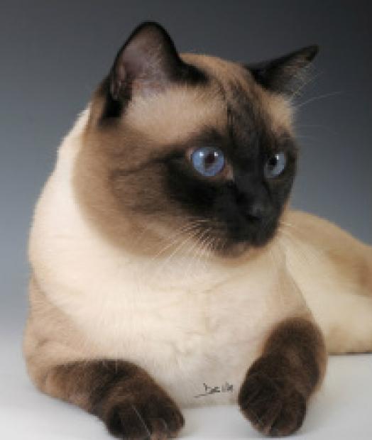 Gatti Siamesi In Regalo